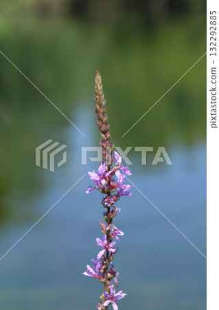 Purple loosestrife Purple loosestrife 132292885