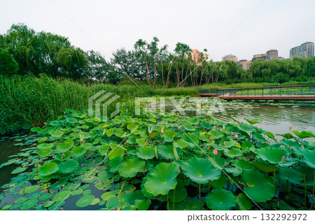 Pond lotus leaf. nelumbo nucifera Pond lotus leaf. nelumbo nucifera 132292972