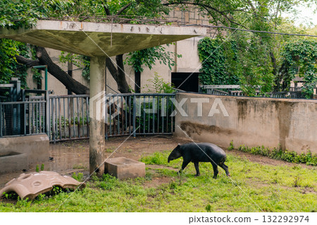BEIJING, CHINA - may 29 2025 Beijing Zoo, Lowland tapir , Tapirus terrestris 132292974