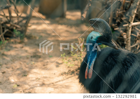 Close-up of a cassowary bird with a deep blue neck in the cage Close-up of a cassowary bird with a deep blue neck in the cage 132292981