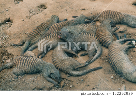 Meerkats to the sun prying,Suricata suricatta 132292989