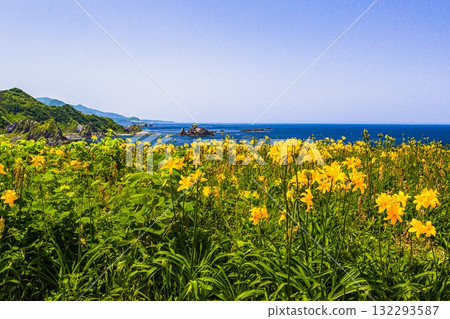 Onogame, Sado Island, Niigata Prefecture: Tobishima Daylilies on the Flower Island of Onogame, May to June Onogame, Sado Island, Niigata Prefecture: Tobishima Daylilies on the Flower Island of Onogame, May to June 132293587