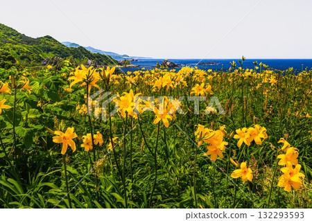 Onogame, Sado Island, Niigata Prefecture: Tobishima Daylilies on the Flower Island of Onogame, May to June Onogame, Sado Island, Niigata Prefecture: Tobishima Daylilies on the Flower Island of Onogame, May to June 132293593