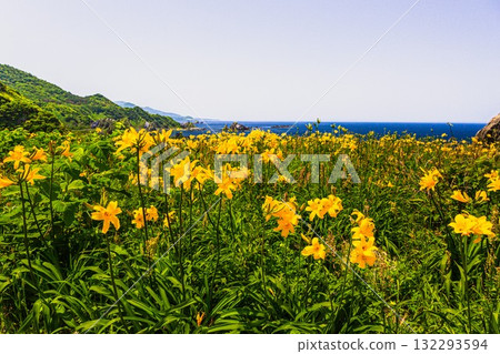 Onogame, Sado Island, Niigata Prefecture: Tobishima Daylilies on the Flower Island of Onogame, May to June Onogame, Sado Island, Niigata Prefecture: Tobishima Daylilies on the Flower Island of Onogame, May to June 132293594