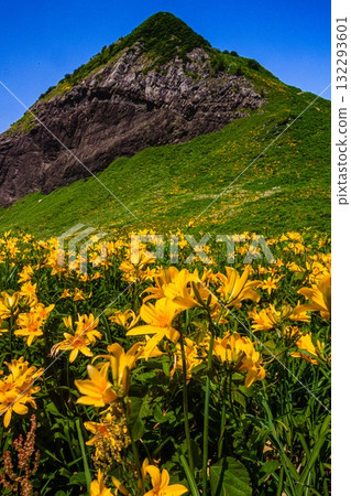 新潟縣佐渡島小野龜市：小野龜花島上的飛島萱草，五月至六月 132293601