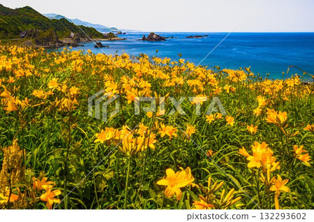 Onogame, Sado Island, Niigata Prefecture: Tobishima Daylilies on the Flower Island of Onogame, May to June Onogame, Sado Island, Niigata Prefecture: Tobishima Daylilies on the Flower Island of Onogame, May to June 132293602