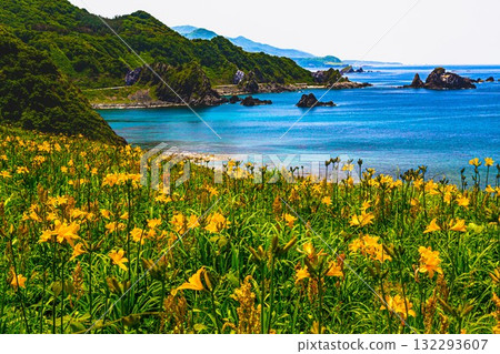 Onogame, Sado Island, Niigata Prefecture: Tobishima Daylilies on the Flower Island of Onogame, May to June 132293607