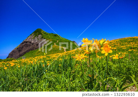 新潟縣佐渡島小野龜市：小野龜花島上的飛島萱草，五月至六月 132293610