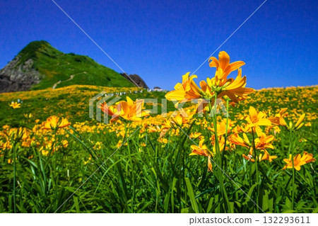 Onogame, Sado Island, Niigata Prefecture: Tobishima Daylilies on the Flower Island of Onogame, May to June Onogame, Sado Island, Niigata Prefecture: Tobishima Daylilies on the Flower Island of Onogame, May to June 132293611