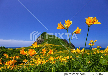 Onogame, Sado Island, Niigata Prefecture: Tobishima Daylilies on the Flower Island of Onogame, May to June Onogame, Sado Island, Niigata Prefecture: Tobishima Daylilies on the Flower Island of Onogame, May to June 132293620
