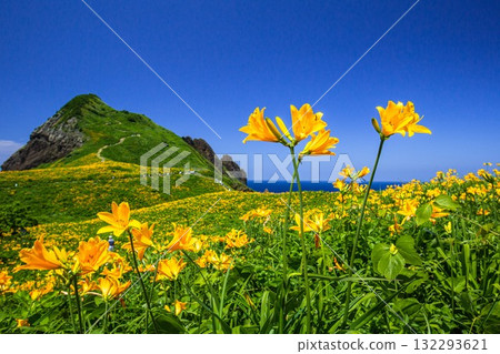 Onogame, Sado Island, Niigata Prefecture: Tobishima Daylilies on the Flower Island of Onogame, May to June Onogame, Sado Island, Niigata Prefecture: Tobishima Daylilies on the Flower Island of Onogame, May to June 132293621