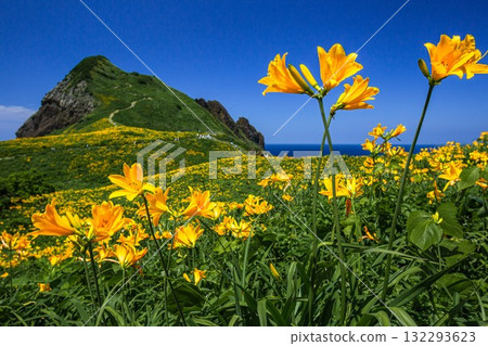 新潟縣佐渡島小野龜市：小野龜花島上的飛島萱草，五月至六月 132293623