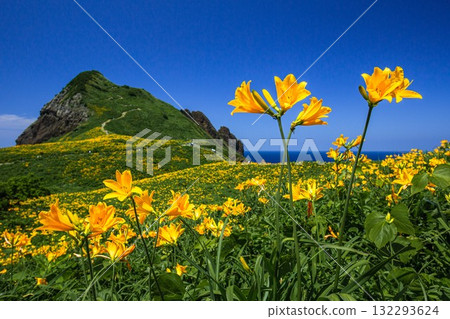 新潟縣佐渡島小野龜市：小野龜花島上的飛島萱草，五月至六月 132293624