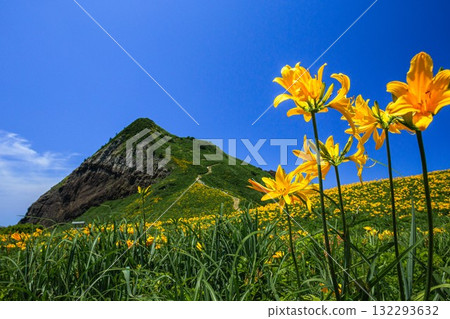 新潟縣佐渡島小野龜市：小野龜花島上的飛島萱草，五月至六月 132293632