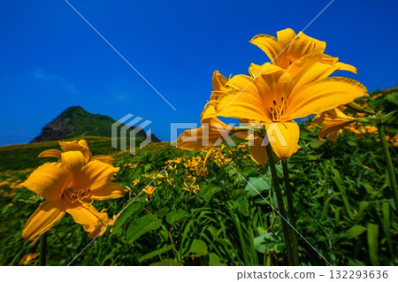 Onogame, Sado Island, Niigata Prefecture: Tobishima Daylilies on the Flower Island of Onogame, May to June Onogame, Sado Island, Niigata Prefecture: Tobishima Daylilies on the Flower Island of Onogame, May to June 132293636