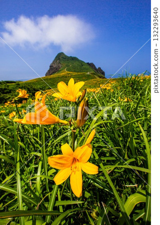 新潟縣佐渡島小野龜市：小野龜花島上的飛島萱草，五月至六月 132293640