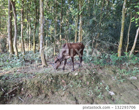 Brown cow grazing peacefully in a lush green forest setting Brown cow grazing peacefully in a lush green forest setting 132293706