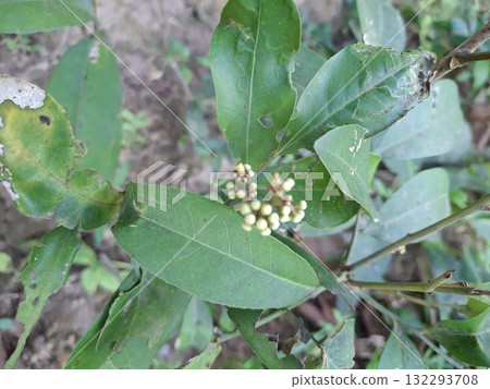 Close up of a plant with green leaves and white buds 132293708