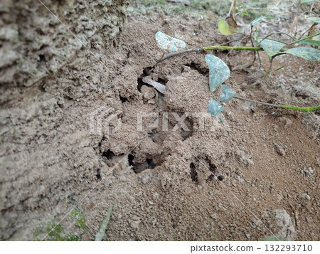 Close up of an Ant Colony Entrance in a Natural Environment 132293710