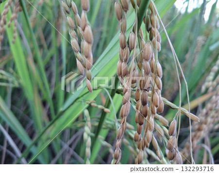 Close up of paddy rice in field agricultural cultivation concept 132293716