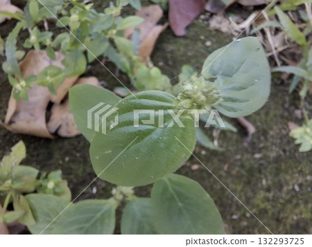 Close Up View of Verdant Green Leaves and Tiny Flower Buds Close Up View of Verdant Green Leaves and Tiny Flower Buds 132293725