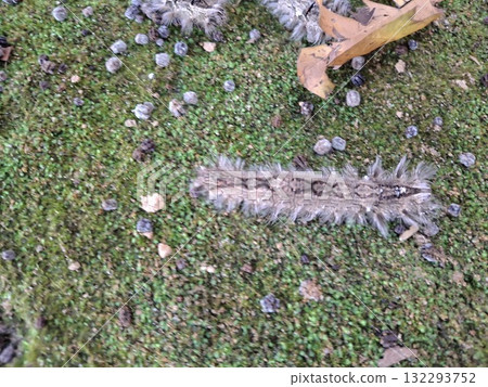 Fuzzy caterpillar crawling on mossy ground with plant debris nature scene Fuzzy caterpillar crawling on mossy ground with plant debris nature scene 132293752