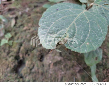 Green leaf and rough textured ground in outdoor natural environment Green leaf and rough textured ground in outdoor natural environment 132293761