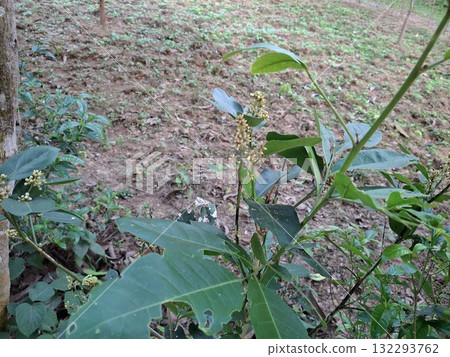 Green plants with white flower buds in tropical forest environment 132293762