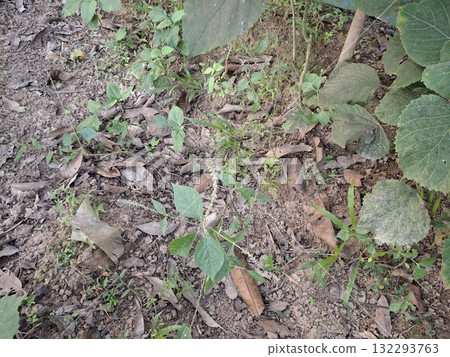 Ground Cover and Leaves in a Natural Outdoor Setting Detailed View Ground Cover and Leaves in a Natural Outdoor Setting Detailed View 132293763