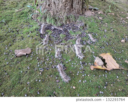 Group of caterpillars on moss near tree trunk in nature scene Group of caterpillars on moss near tree trunk in nature scene 132293764