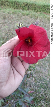 Hand gently holding vibrant red hibiscus flower outdoors in natural light 132293765