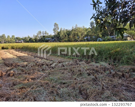 Harvested rice field with golden stubble and lush green stalks Harvested rice field with golden stubble and lush green stalks 132293767