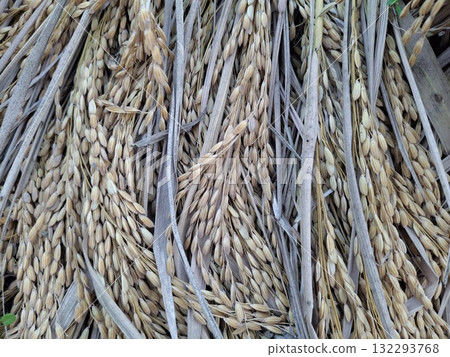 Harvested rice paddy close up view of grain agriculture background 132293768
