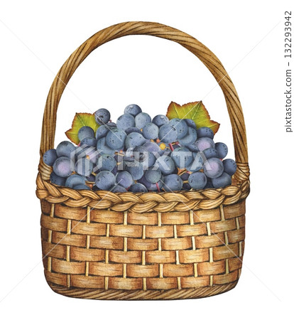 Hand drawn wicker basket with blue grapes. Watercolor illustration of the harvest. 132293942