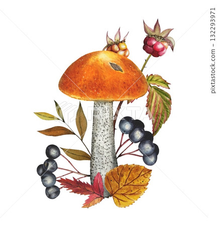 Hand drawn composition with  mashroom, berries, autumn leaves. Watercolor illustration. 132293971