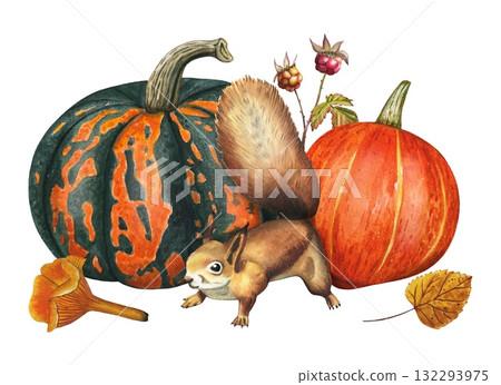 Hand drawn composition featuring harvest, pumpkins, squirrel, mashroom. Watercolor illustration. Hand drawn composition featuring harvest, pumpkins, squirrel, mashroom. Watercolor illustration. 132293975