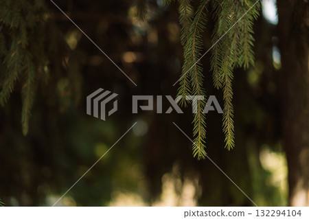 Hanging spruce needles closeup with blurred forest background 132294104