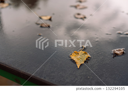 Fallen yellow birch leaf in puddle after rain Fallen yellow birch leaf in puddle after rain 132294105