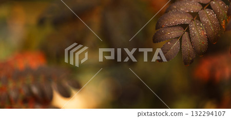Autumn leaf cluster with raindrops and spacious blurred copy area 132294107