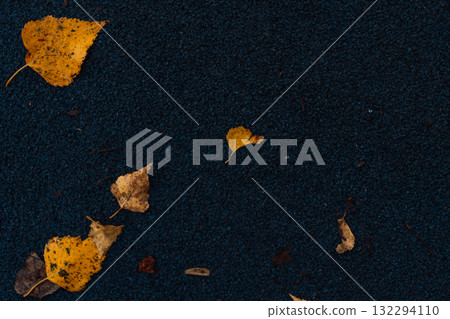 Yellow birch leaf on wet dark surface after rain Yellow birch leaf on wet dark surface after rain 132294110