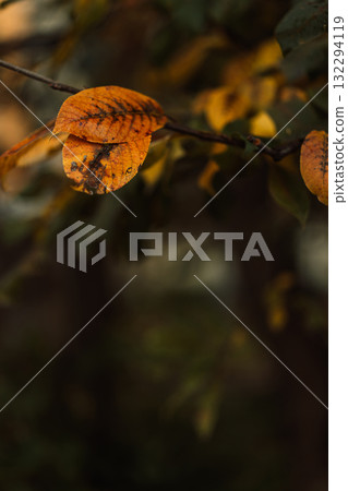 Two orange spotted leaves on branch in moody autumn light Two orange spotted leaves on branch in moody autumn light 132294119