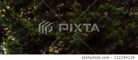 Evergreen fir branches with dark bokeh and autumn leaves 132294126