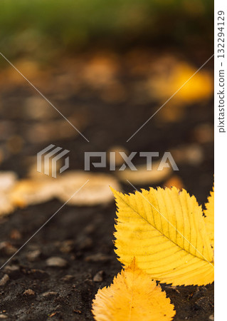 Single yellow elm leaf on dark soil in autumn Single yellow elm leaf on dark soil in autumn 132294129