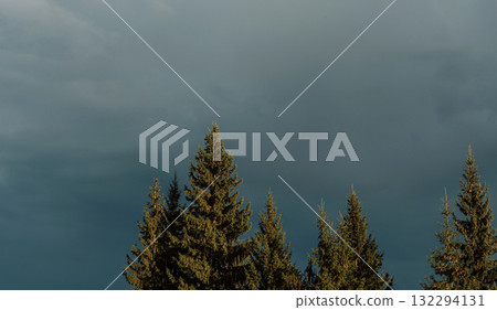 Dark cloudy sky over spruce trees at sunset light 132294131