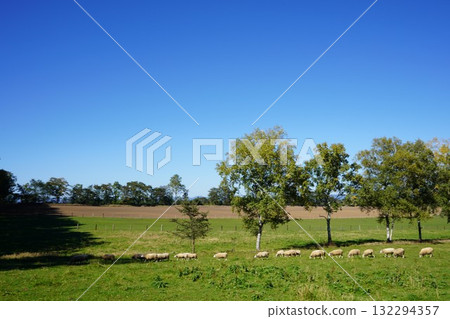 Sheep's March 132294357
