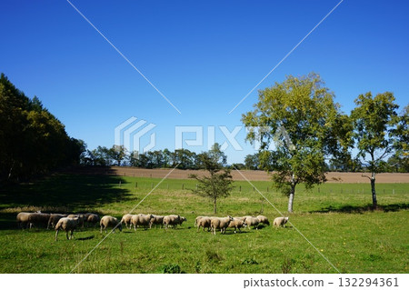 Sheep's March 132294361