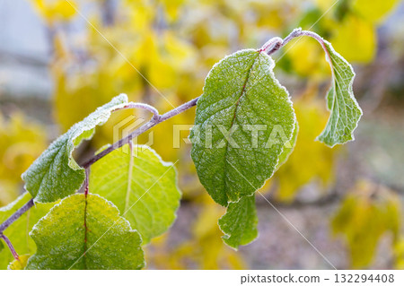 Frost-covered branch with colorful leaves. Autumn background with frost Frost-covered branch with colorful leaves. Autumn background with frost 132294408