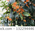 Blooming osmanthus in full bloom 132294446