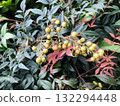 Nandina before the fruit turns color 132294448