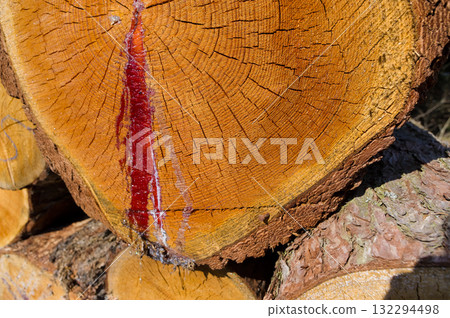Close-up view of tree trunks. Warehouse of material ready for further processing. Abstract background for various uses. Close-up view of tree trunks. Warehouse of material ready for further processing. Abstract background for various uses. 132294498